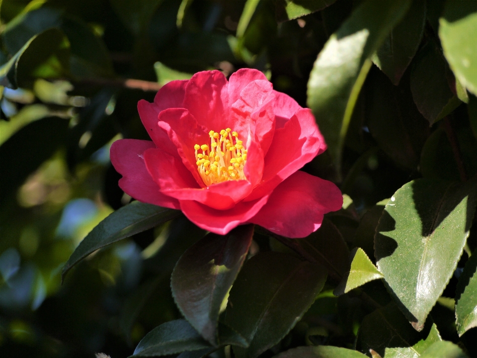 Branch plant leaf flower