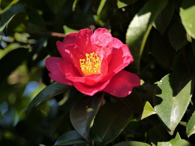 Branch plant leaf flower Photo