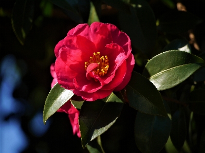 Branch blossom plant leaf Photo