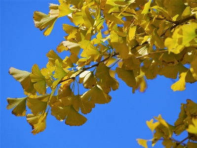 Photo Arbre bifurquer fleurir usine