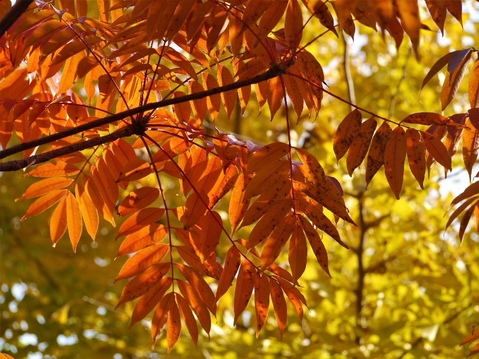 Tree branch plant sunlight