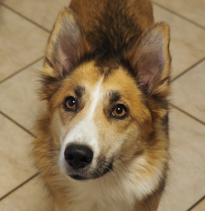 Cucciolo cane animale collie
