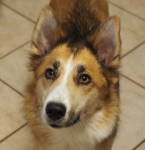 Puppy dog animal collie Photo