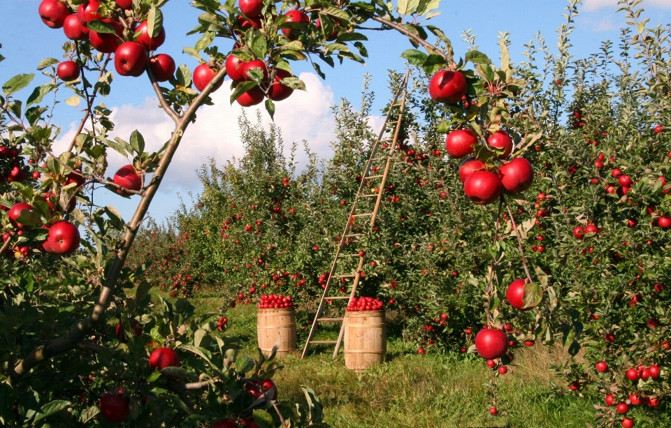 Apple landschaft baum natur