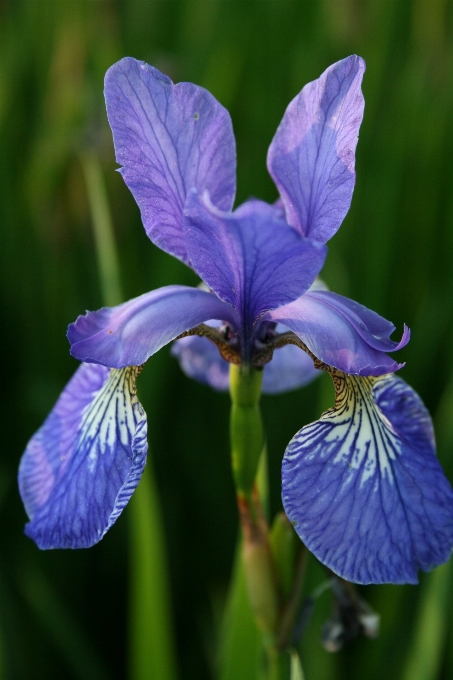 Plantar flor pétala botânica
