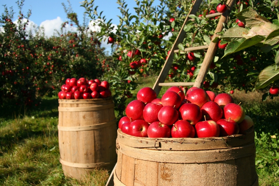 Apple ağaç doğa dal