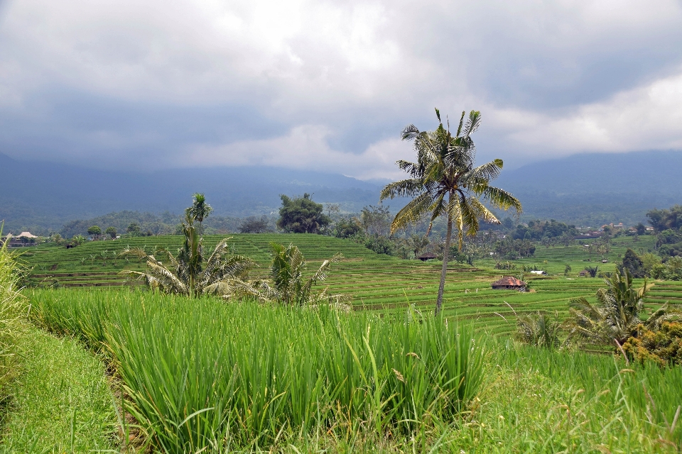 Landscape tree grass mountain