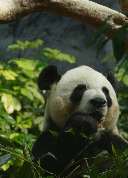 Bianco e nero
 carino orso animali selvatici