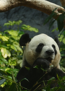 黒と白
 かわいい クマ 野生動物 写真