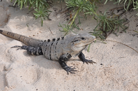 Beach nature wildlife reptile Photo