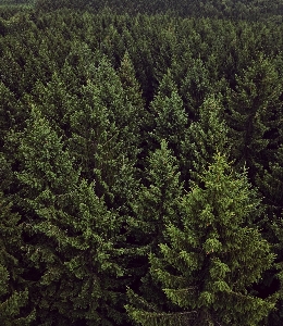 Foto Paesaggio albero natura foresta