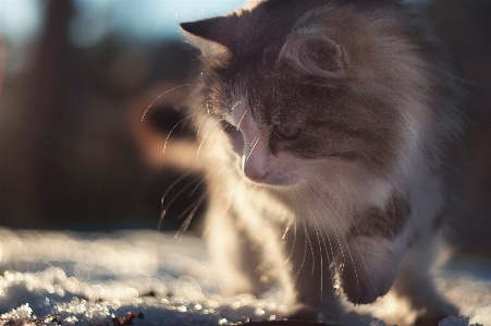 Photo Neige hiver animal chaton