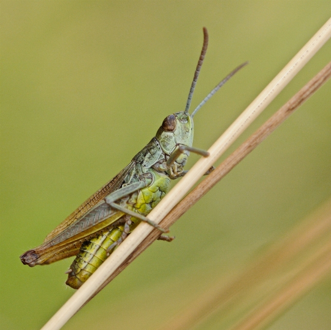 羽 虫 大きい fauna