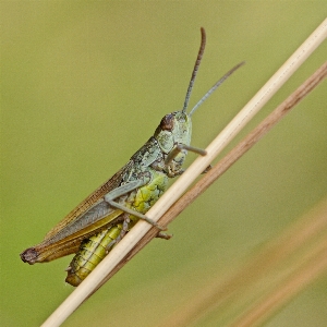 날개 곤충 매크로 fauna 사진