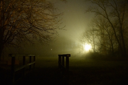 Foto Paesaggio albero foresta silhouette