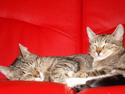 Mantel kätzchen katze säugetier Foto