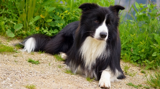 Foto Anjing collie
 mamalia collie perbatasan
