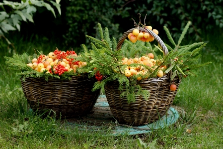 Tree forest branch plant Photo