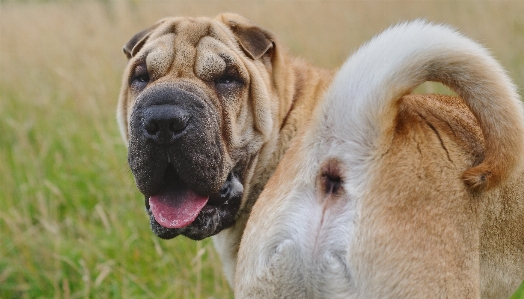 Foto Cane animale mammifero culo