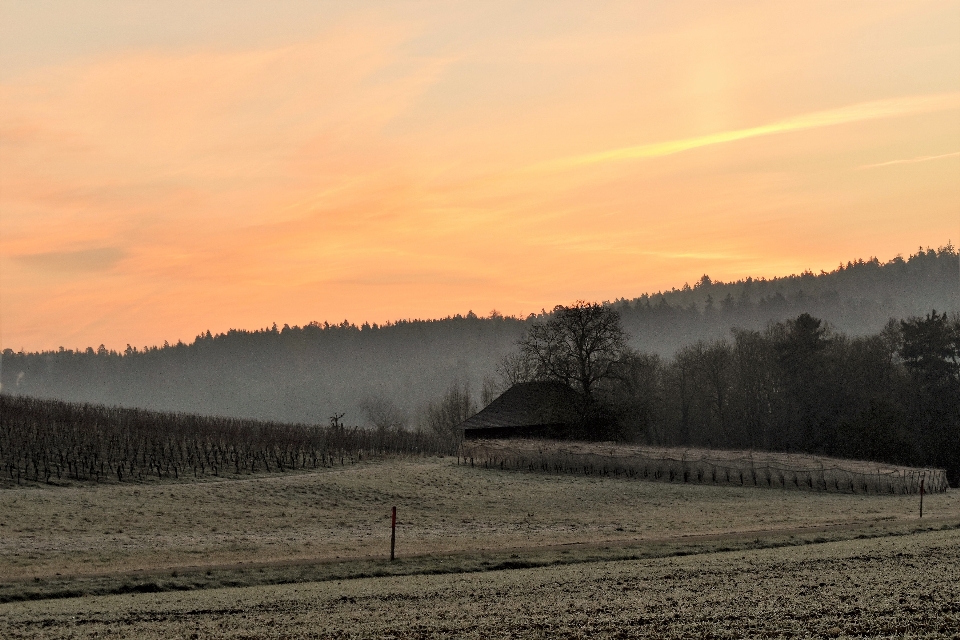 Paysage arbre nature horizon