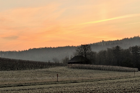 Landscape tree nature horizon Photo