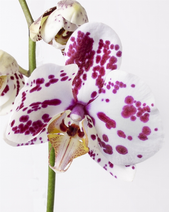 Natura fiore pianta viola