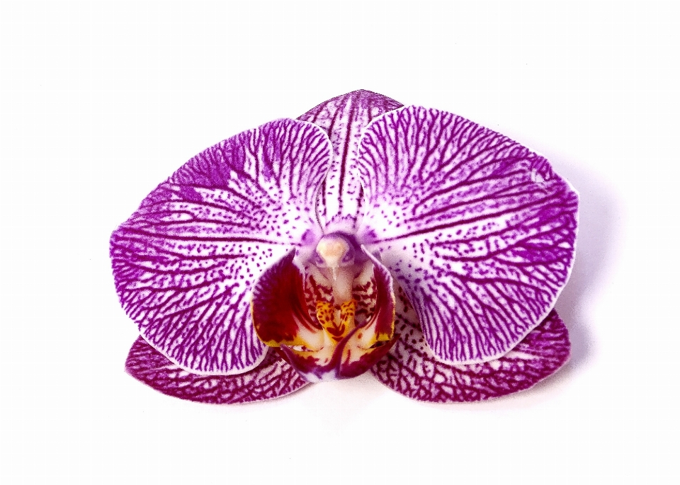 Natura fiore pianta viola