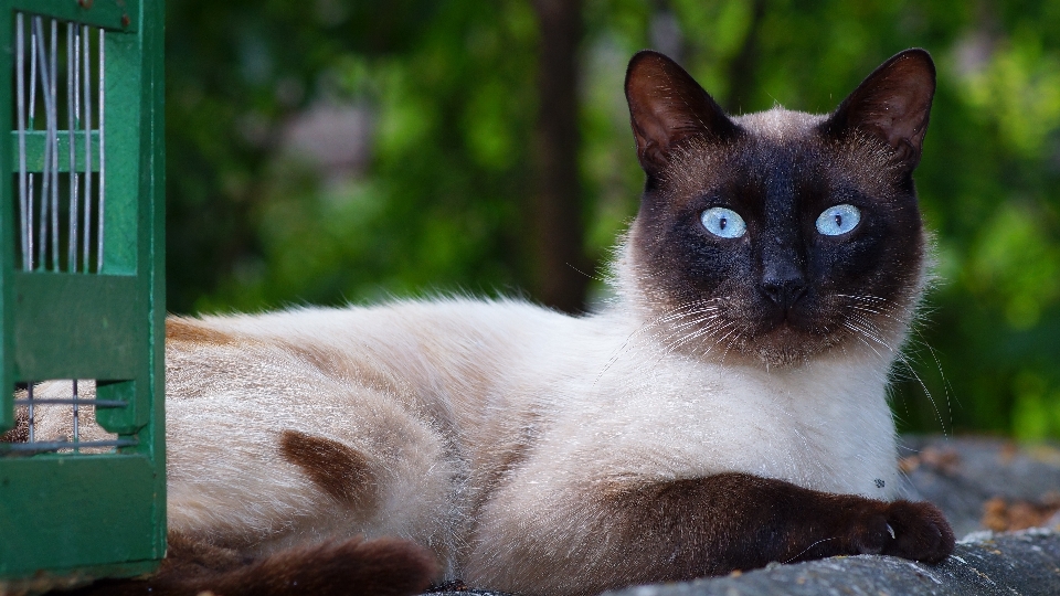 All'aperto animale domestico gatto mammifero