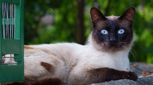 Foto All'aperto animale domestico gatto mammifero