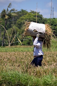 Foto árbol césped planta mujer