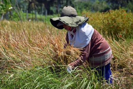 Grass plant woman field Photo