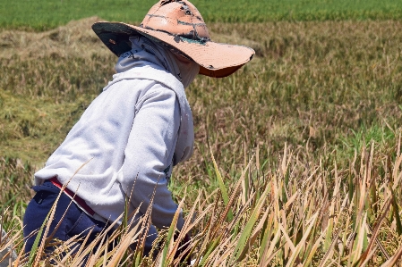 Grass plant woman field Photo