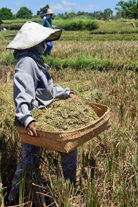 草 女士 场地 农场