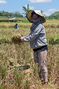 树 草 植物 女士 照片