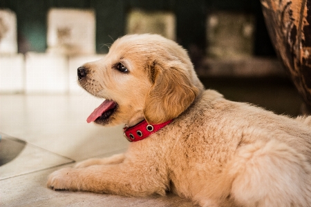 子犬 犬 哺乳類 鼻 写真