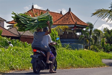 Foto Bunga bepergian sepeda motor kebun