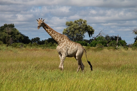 Prairie adventure wildlife africa Photo