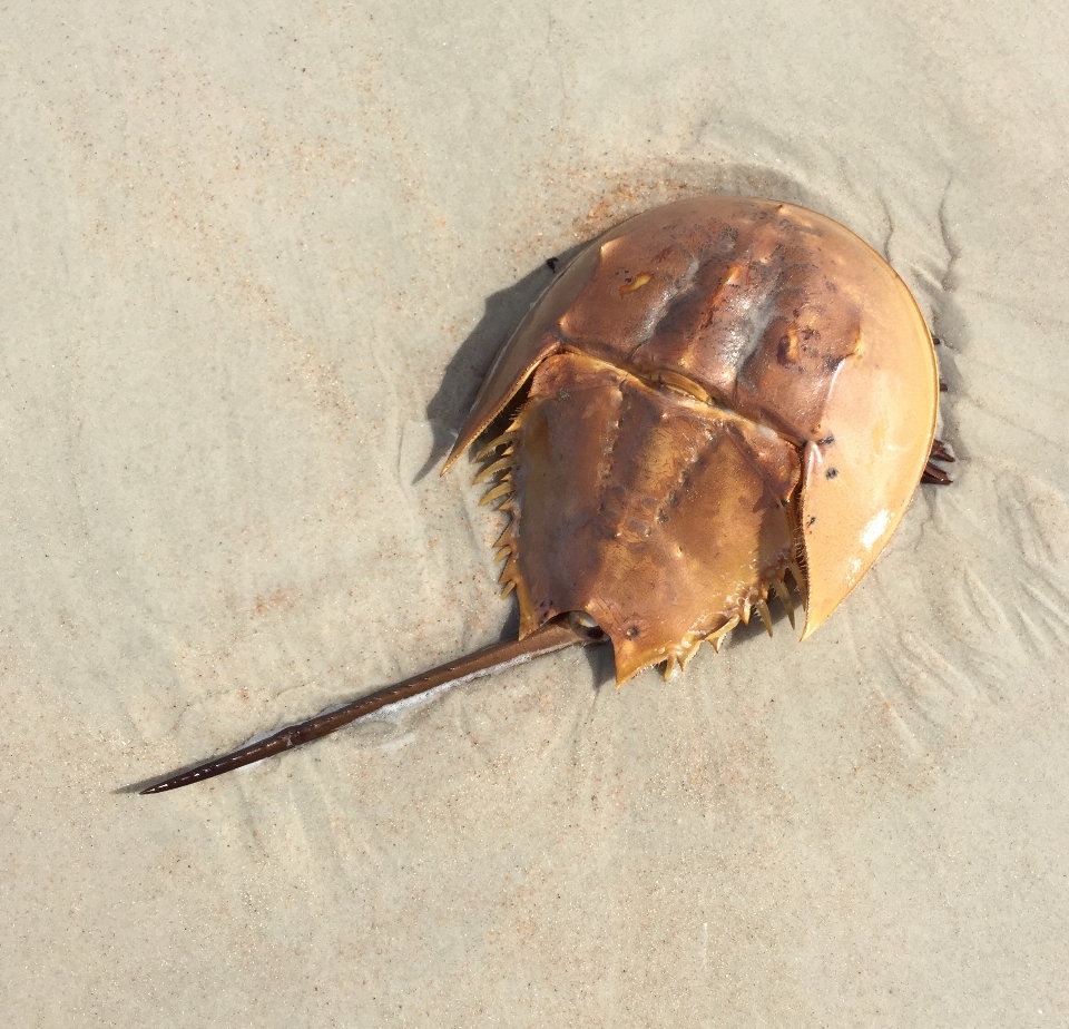 Ozean blatt insekt wirbellos