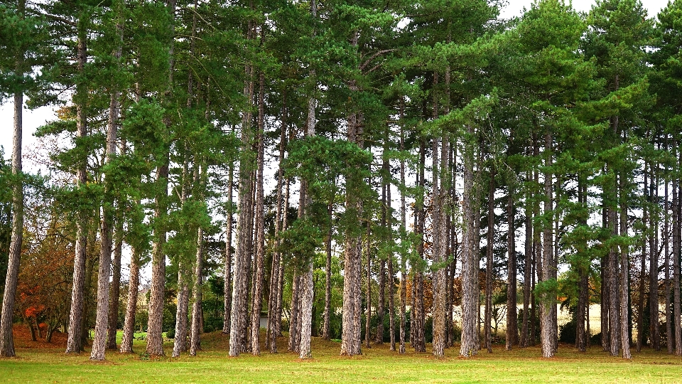 Paisagem árvore natureza floresta