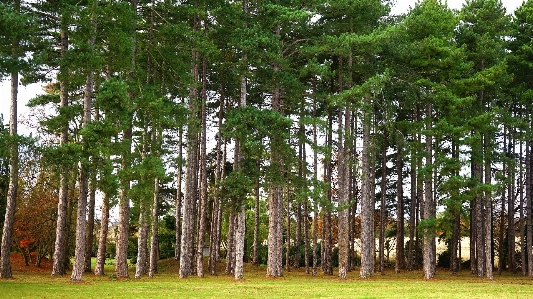 Foto Paesaggio albero natura foresta