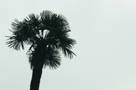 Foto Pantai pohon alam cabang