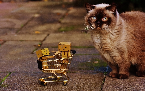 Foto Bonitinho gatinho gato mamífero