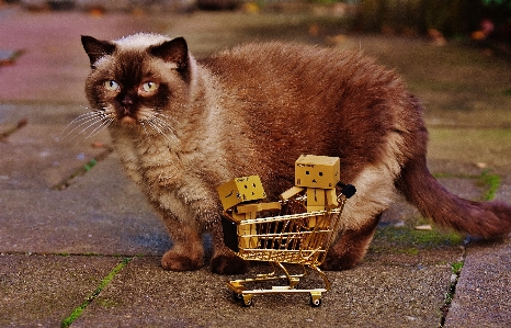 Foto Bonitinho gatinho gato mamífero