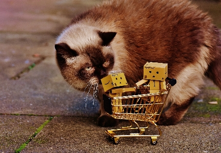 Foto Bonitinho gatinho gato mamífero