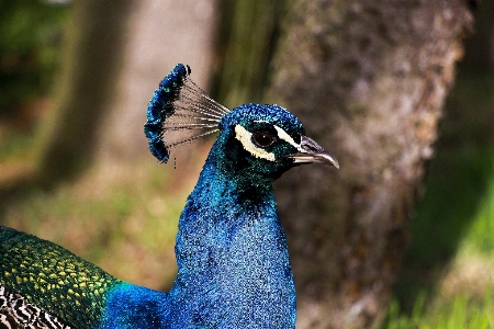 Nature bird prairie animal Photo