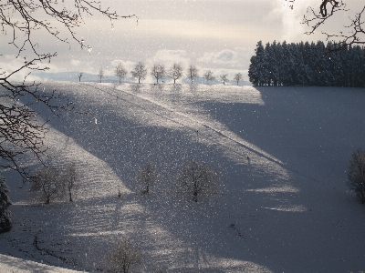 Nature forest snow cold Photo