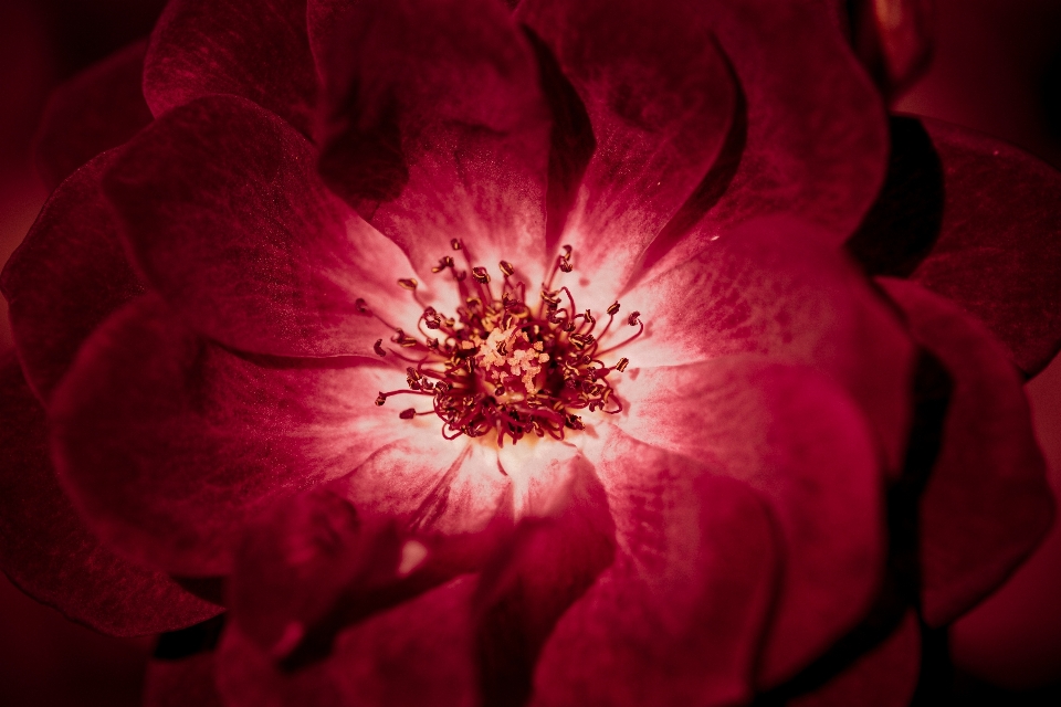 Nature blossom open plant