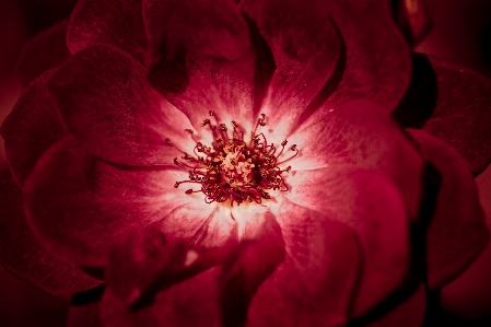 Nature blossom open plant Photo