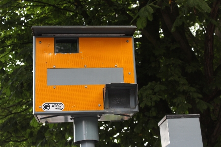 Foto Serangga kuning petir uk