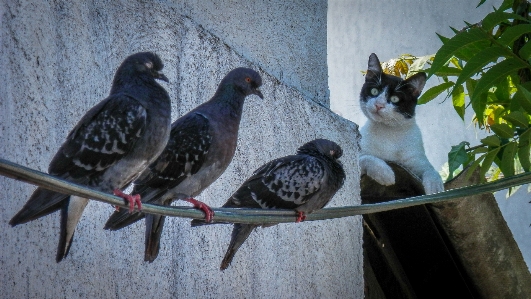 Foto Jam tangan burung satwa kucing